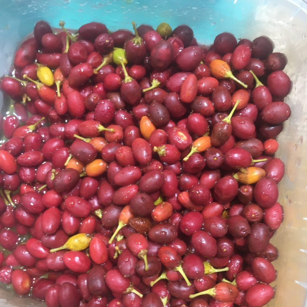 Erythroxylum Novogranatense Seeds: A Premium Choice for Resilient and Productive Cultivation