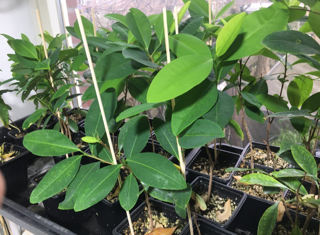 coca seedlings