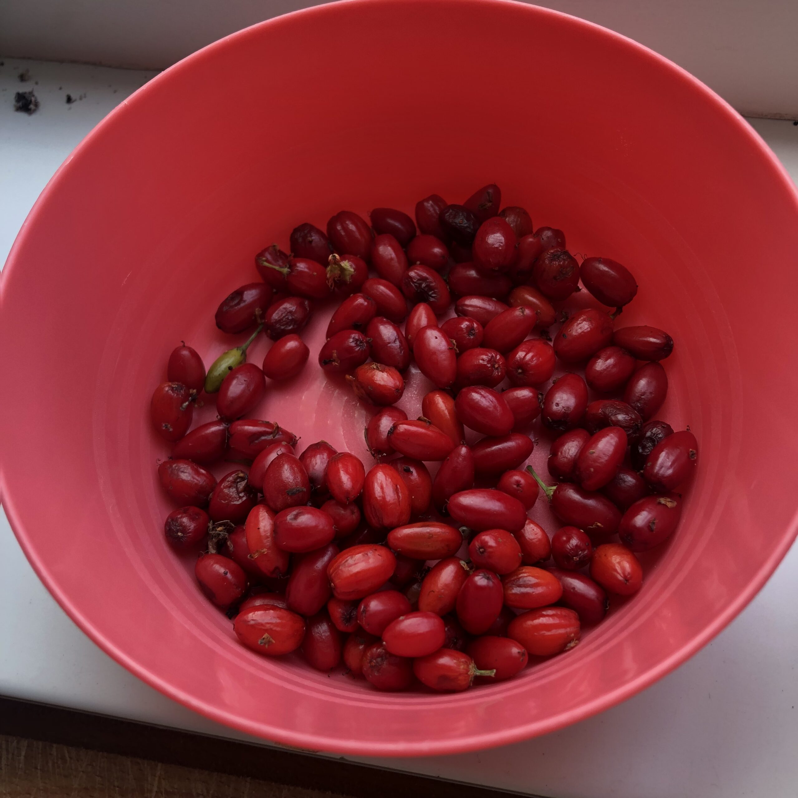 We offer fresh seeds and healthy plants