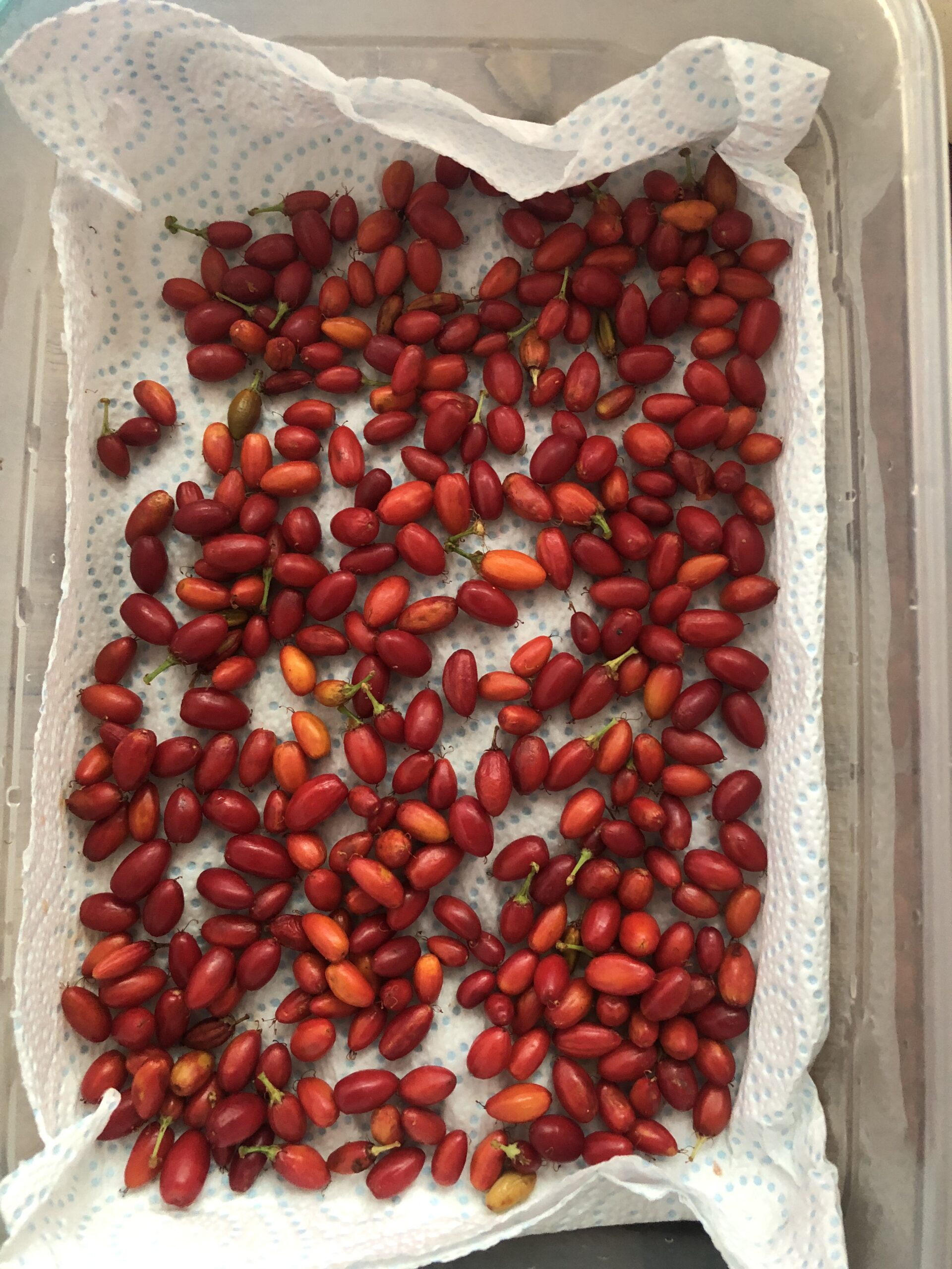 Harvested this morning- fresh berries