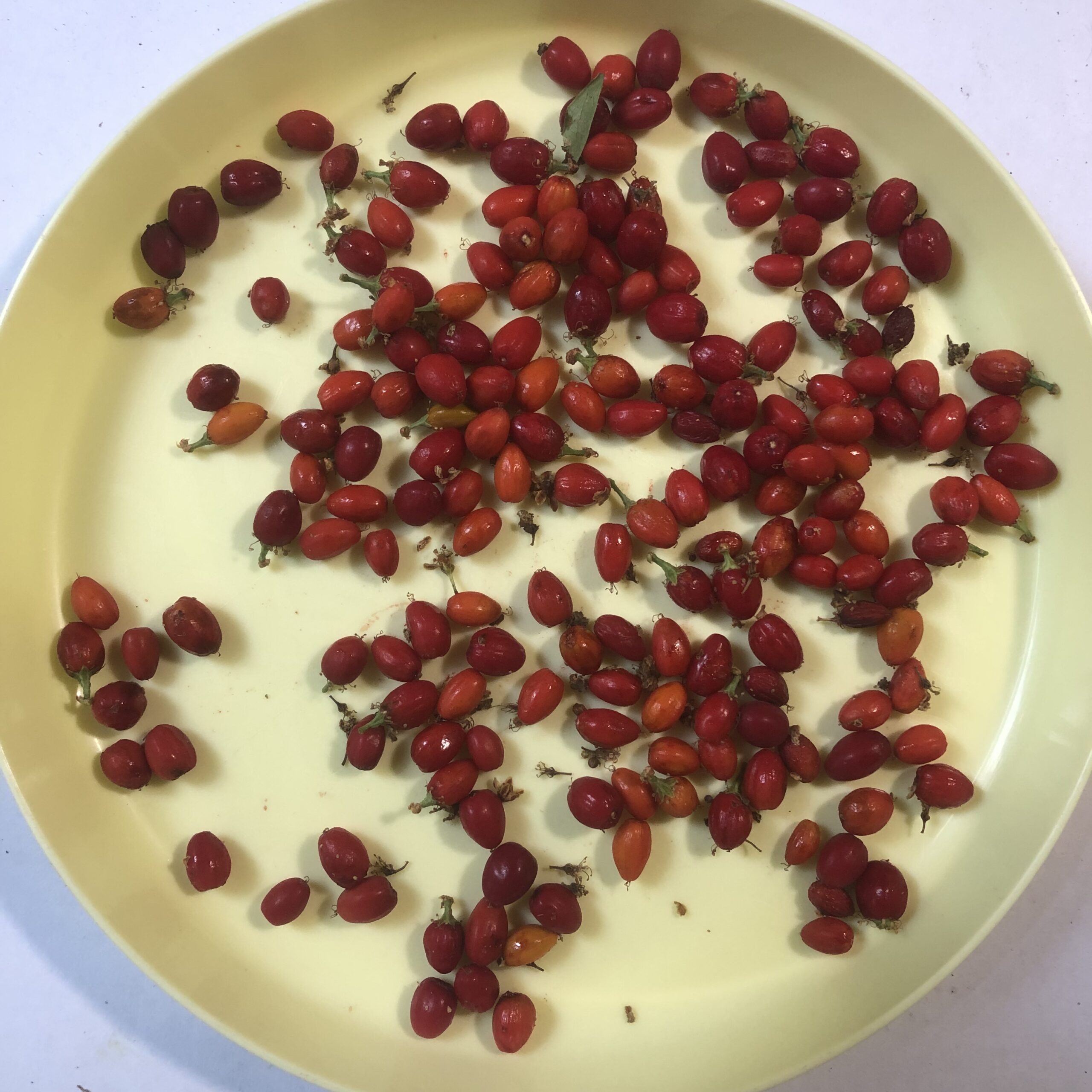 Fresh harvested berries