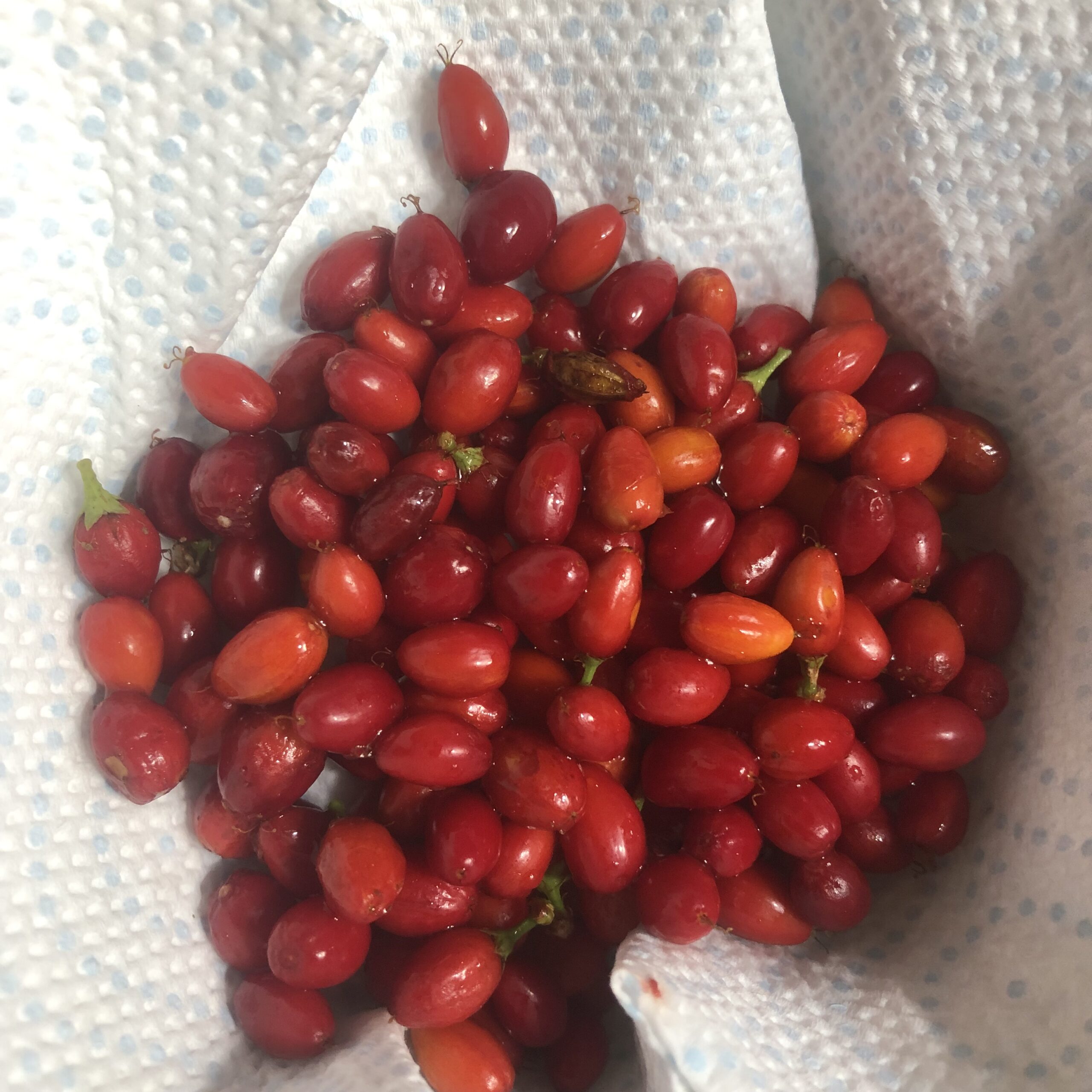 Todays harvest